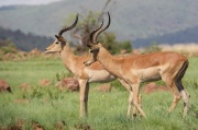 impala (20)